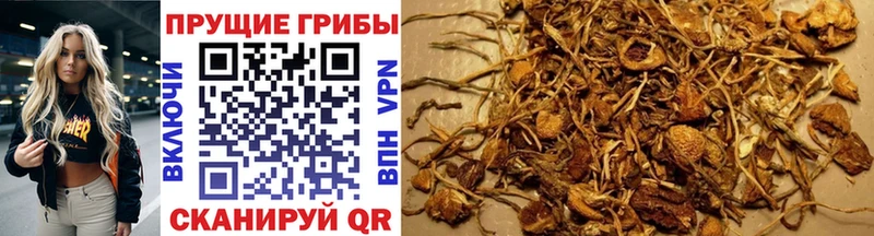 дарнет шоп  ссылка на мегу ТОР  Псилоцибиновые грибы Psilocybe  Ишим 